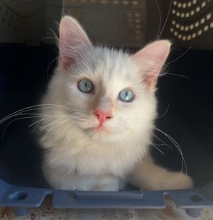 Image post by @brunrik.and.pyrene.ragdolls on Instagram
