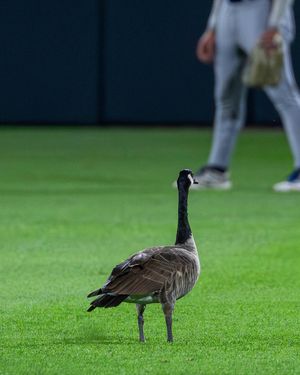 Image post by @iowacubs on Instagram