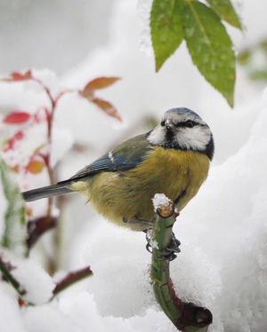 Image post by @rspb on Instagram