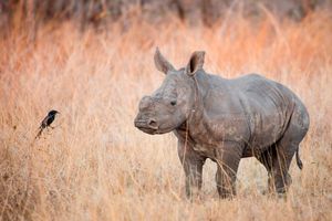 Image post by @animalplanet on Instagram
