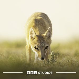 Image post by @bbcstudios on Instagram
