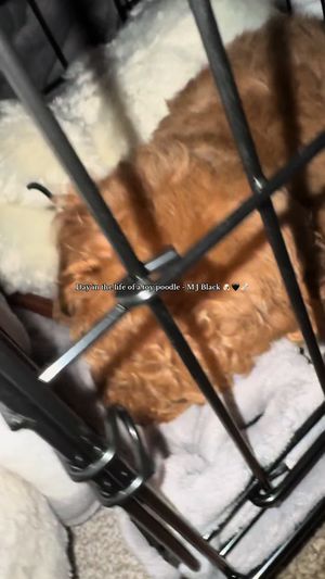 Video post by @callmecollins.hdc on TikTok