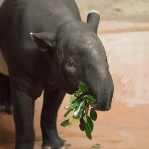 Image post by @sandiegozoo on Instagram