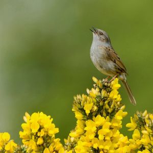 Image post by @rspb on Instagram