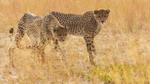 Video post by @bbcearth on YouTube