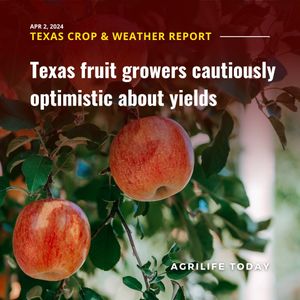 Image post by @txextension on Instagram