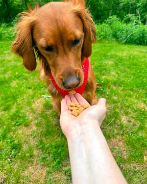 Image post by @charlee_bear_dogtreats on Instagram