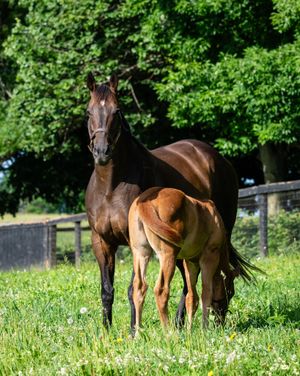 Image post by @coolmoreamerica on Instagram