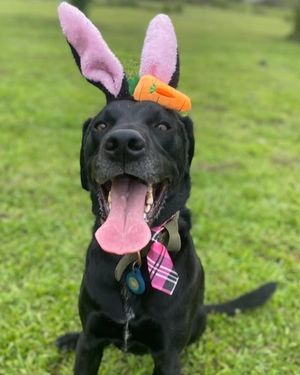 Image post by @pupcorntreats on Instagram