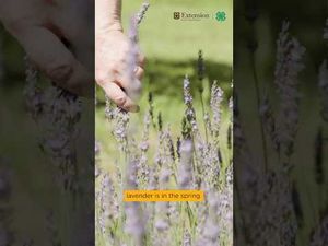 Video post by @University of Missouri Extension on YouTube