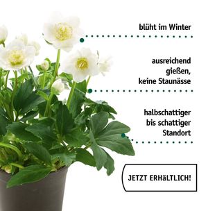 Image post by @oldenburgerwohngarten on Instagram