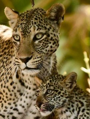 Image post by @chiawasafaris on Instagram