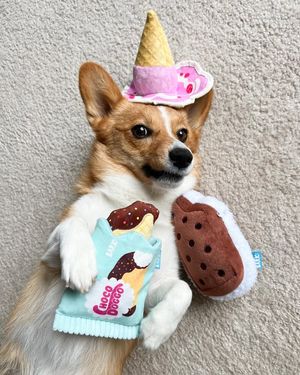 Image post by @ziggythecorg on Facebook