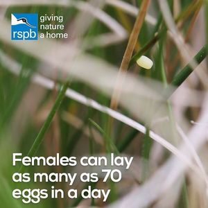 Image post by @rspb on Instagram