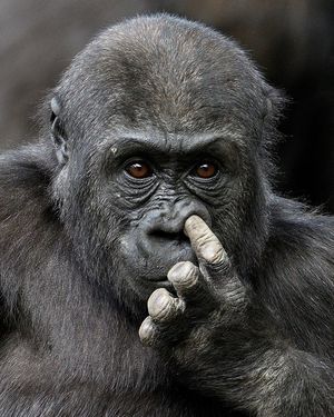 Image post by @sandiegozoo on Instagram