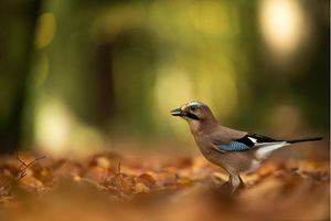 Image post by @rspb on Instagram