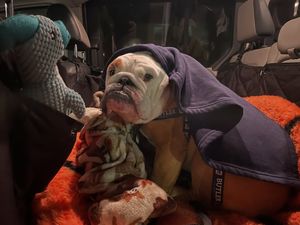 Image post by @thebutlerblue on Instagram