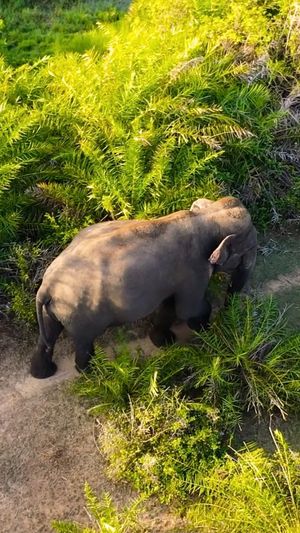 Video post by @bbcearth on Instagram