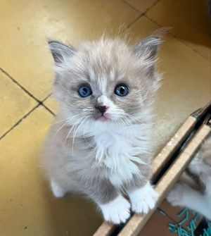 Image post by @brunrik.and.pyrene.ragdolls on Instagram
