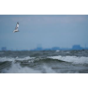 Image post by @hm_birds on Instagram