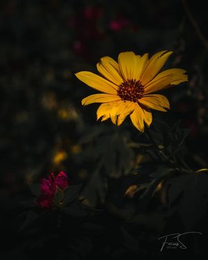 Image post by @focussbyjo on Instagram