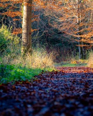 Image post by @cristan.nature.photography on Instagram