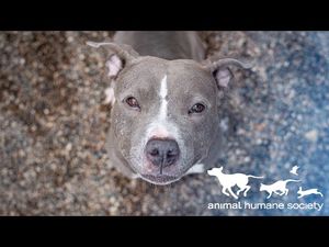 Video post by @AnimalHumaneSocietyMN on YouTube
