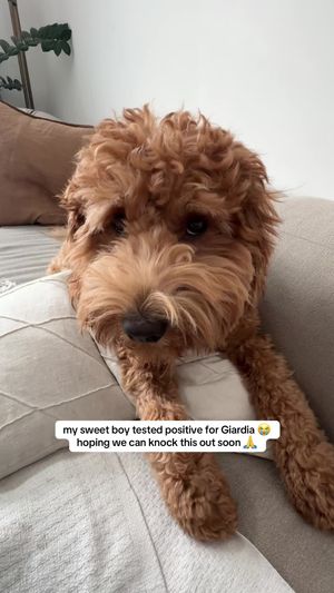 Video post by @tedflixnchill on TikTok