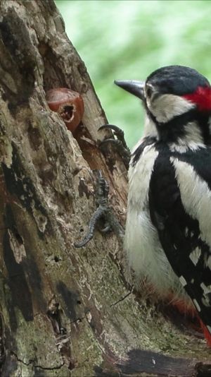 Video post by @bbcearth on TikTok