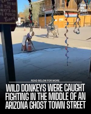 Image post by @downinnadesert on Instagram