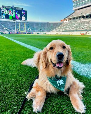 Image post by @msupolicetherapydogs on Instagram