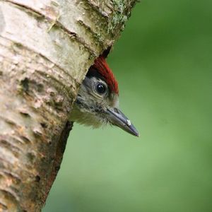 Image post by @rspb on Instagram