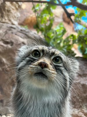 Image post by @bhamzoo on Instagram