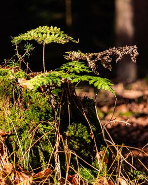 Image post by @cristan.nature.photography on Instagram