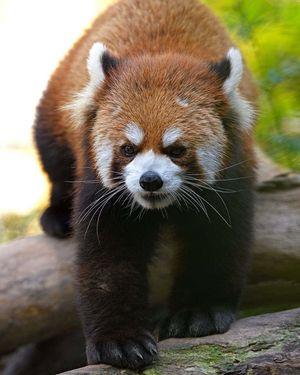 Image post by @sandiegozoo on Instagram