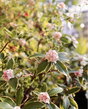 Image post by @ahs_gardening on Instagram