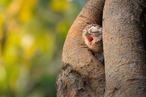 Image post by @AnimalPlanet on Twitter