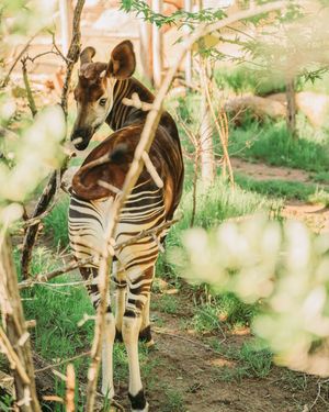 Image post by @visitpikespeak on Instagram