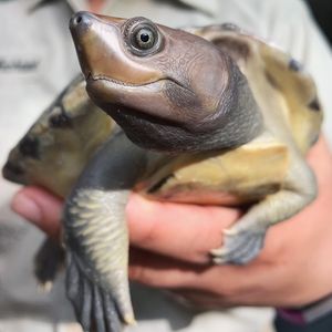 Image post by @sandiegozoo on Instagram