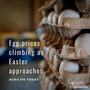 Image post by @txextension on Instagram