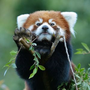 Image post by @sandiegozoo on Instagram