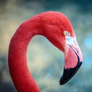Image post by @sandiegozoo on Instagram