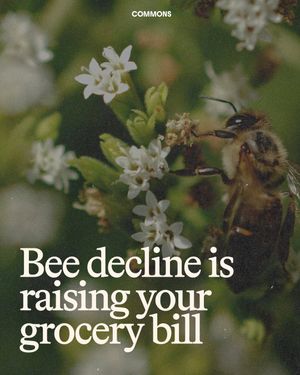 Image post by @commonsearth on Instagram