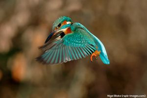 Image post by @rspb on Instagram
