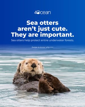 Image post by @4ocean on Instagram