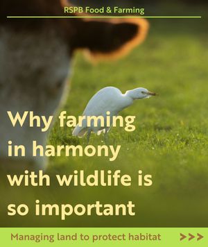 Image post by @rspb on Instagram