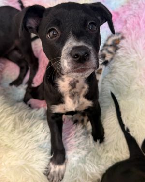 Image post by @heartsandbonesrescue on Instagram