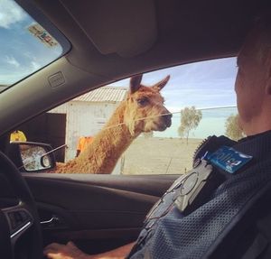 Image post by @victoriapolice on Instagram