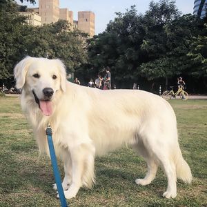 Image post by @mikethewhitegolden on Instagram