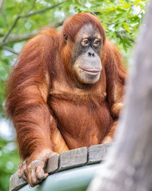 Image post by @thetorontozoo on Instagram